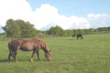 glen_valley_farm_web_site001004.jpg